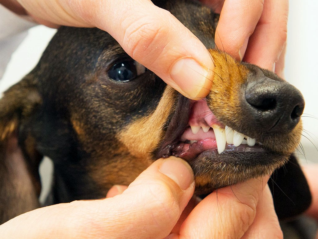 Pet Teeth Cleaning - Country Oaks Animal Hospital