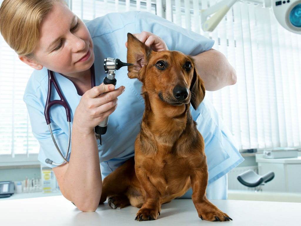 Animal Diagnostics - Country Oaks Animal Hospital