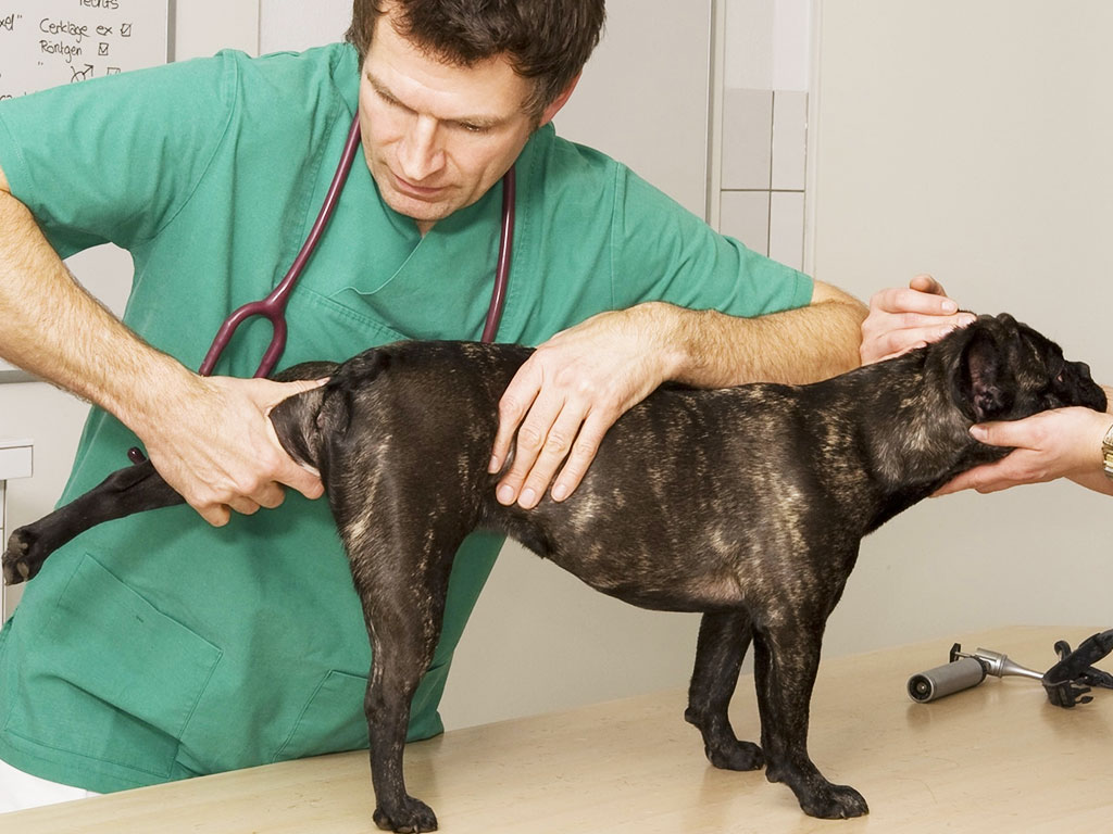 Animal Pain Management - Country Oaks Animal Hospital